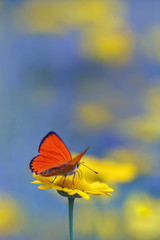 Fototapeta premium red butterfly Scarce Copper , Lycaena virgaureae - vertical photo