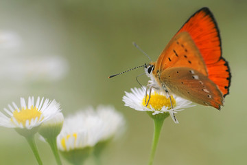 Common fleabane, Erigeron with butterfly Scarce Copper , Lycaena virgaureae