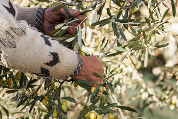 olive in hands