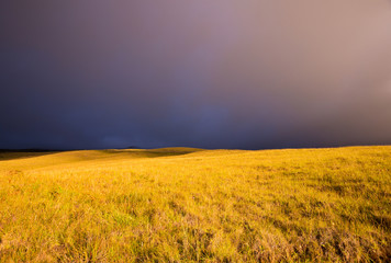 Fototapeta premium Sunset Golden Field