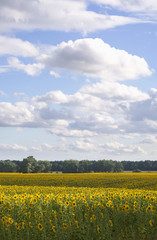 Obraz premium Field of blooming sunflowers