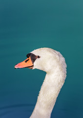 A lone swan swims peacefully in a small lake.