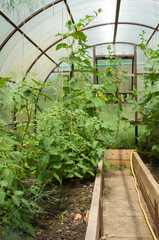 Tomato plants and cucumber plants  in vegetable greenhouses