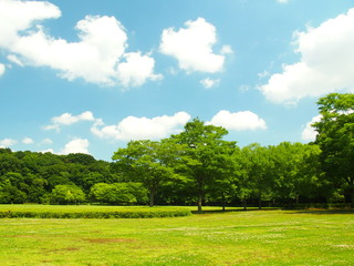 初夏の草原と林風景
