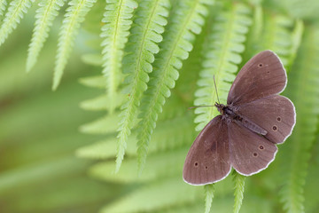 The Ringlet butterfly (Aphantopus hyperantus) in a green habitat