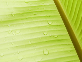 Banana leaf background with raindrop
