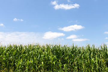 France. Champs de maïs en fleurs, Sud-Ouest