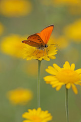 red butterfly Scarce Copper , Lycaena virgaureae - vertical photo 