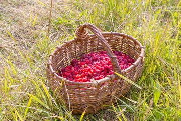 Fototapeta na wymiarberry raspberries in a basket on the grass