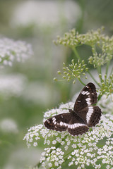 White Admiral butterfly (Limenitis camilla) 