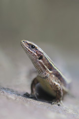 viviparous lizard or common lizard , Zootoca vivipara