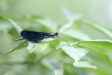 A male Banded Demoiselle (Calopteryx splendens) with a pray 