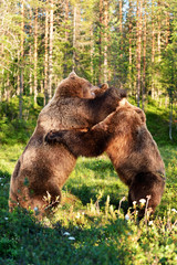 Fototapeta na wymiar Bear fight