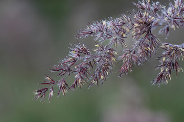 Grass covered morning dew