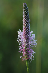 Flowers of English plantain (Plantago lanceolata) covered mornin