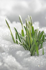 Spring snowdrop flowers with snow 