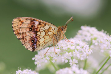 Butterfly close up - Heath fritillary - Melitaea athalia butterfly 