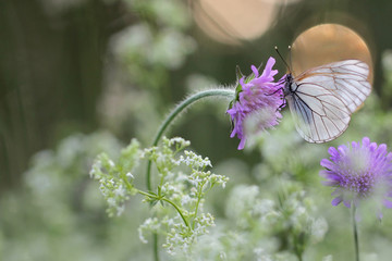 Black-veined White butterfly, Aporia crataegi