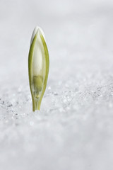 Spring snowdrop flowers with snow in the forest
Image ID: 169193165
