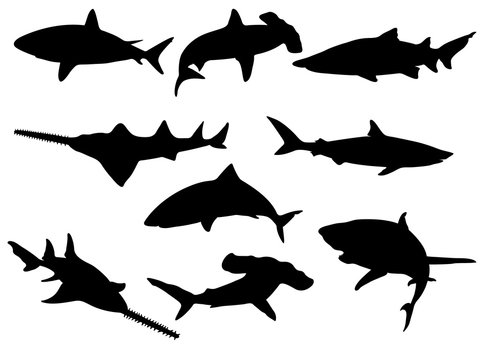 Set of Shark Silhouettes. Vector Images