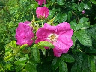 Flower wild rose