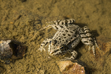 Kurbağa