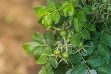 Green rose hips/ dogrose/ Briar