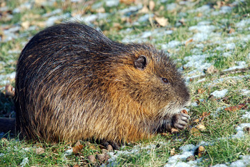 Nutria (Bieberratte) im Winter 