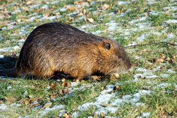 Nutria (Bieberratte) im Winter 