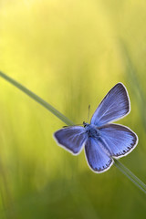 Fototapeta na wymiar blue butterflies - Common Blue (Polyomathus icarus) male