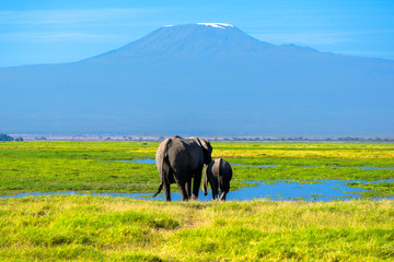 Naklejka na ściany i meble Beautiful Kilimanjaro mountain and elephants, Kenya,Amboseli national park, Africa 