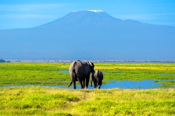 Papier Peint photo Kilimandjaro Beautiful Kilimanjaro mountain and elephants, Kenya,Amboseli national park, Africa  