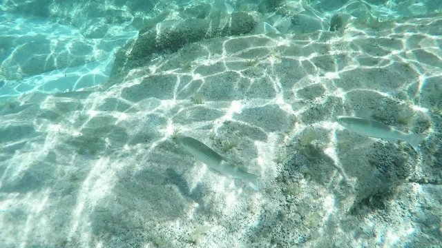 Diving in Sardinia