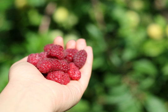 Hand holding fresh organic raspberries in the garden. Selective focus.