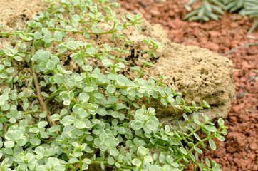 Succulent plants in garden