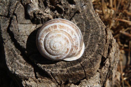 Eobania vermiculata