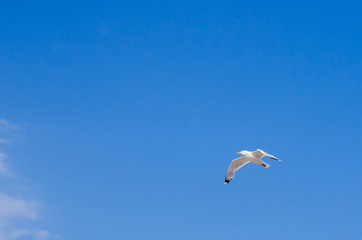 Cormorant flying in the sky