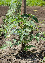 Plantation of saplings of tomatoes in garden