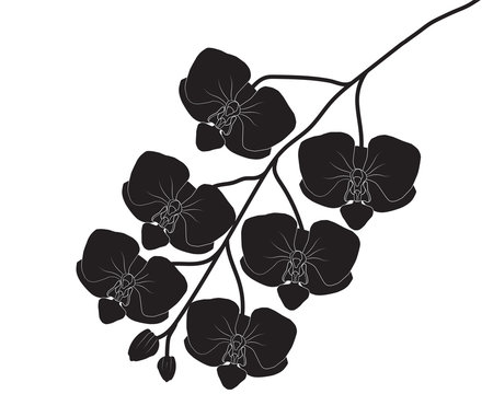 Silhouette Orchid Flower Vector