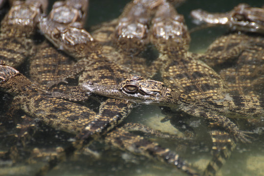 Crocodile with head above water.