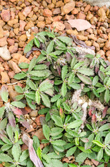 Euphorbia decaryi