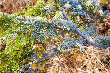 Frozen spruce branch