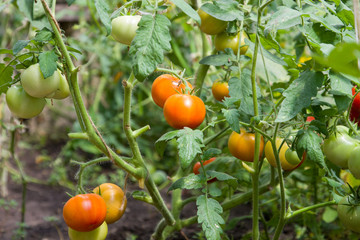 Fresh Tomatoes Growing