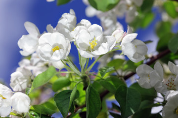 The apple tree blossoms