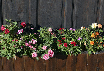 Colorful roses and pinks on wooden background.