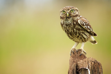 Little owl on an old post 