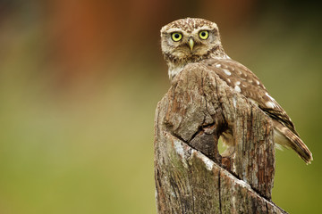 Little owl on an old post looking at the camera