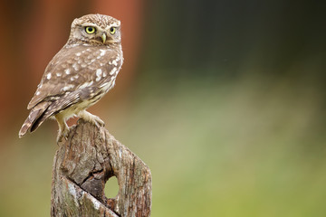 Little owl on an old post