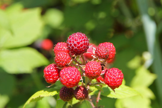 Ripe raspberry bush.