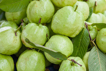 fresh guava fruit